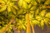 Jual Poster Palm Tree Treetops Tropical Earth Palm Tree APC
