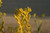 Jual Poster Plant Earth Kangaroo Paw APC 002