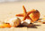 Jual Poster Sand Shell Starfish Earth Shell APC 001