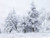 Jual Poster Snow Tree Winter Earth Winter 55199 APC