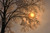 Jual Poster Sunset Tree Winter Earth Winter APC