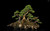 Jual Poster Tree Earth Bonsai APC