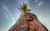Jual Poster Tree Earth Palm Tree APC 001