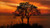 Jual Poster Tree Earth Sunset3 APC