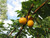 Jual Poster Trees Apricot Tree APC 003