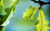 Jual Poster Trees Oak Tree APC 002