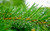 Jual Poster Trees Pine Tree APC 002