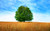Jual Poster Trees Tree APC 008