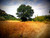Jual Poster Tree Trees Tree APC 006