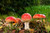 Jual Poster Amanita Mushrooms nature Closeup Autumn Foliage 1Z