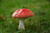 Jual Poster Amanita Mushrooms nature Grass Bokeh 1Z