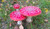 Jual Poster Amanita Mushrooms nature Grass Three 3 1Z