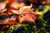 Jual Poster Autumn Closeup fading 1Z