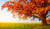 Jual Poster Autumn Closeup Fields 1Z
