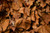 Jual Poster Autumn Closeup Foliage 1Z 003