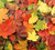 Jual Poster Autumn Closeup Foliage Multicolor 1Z