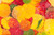 Jual Poster Autumn Foliage Drops 1Z