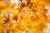 Jual Poster Autumn Foliage Maple 1Z 005