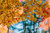 Jual Poster Autumn Foliage Maple Branches 1Z