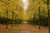 Jual Poster Autumn Parks Trees 1Z 003