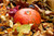 Jual Poster Autumn Pumpkin Foliage 1Z 003