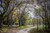 Jual Poster Autumn Roads Foliage Trees 1Z