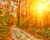 Jual Poster Autumn Roads Forests 1Z 003