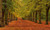 Jual Poster Autumn Trees Foliage 1Z 002