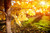 Jual Poster Autumn Trees Maple Foliage 1Z