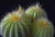 Jual Poster Cactuses Closeup Black background Three 3 1Z