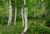 Jual Poster Canada Forests Trunk tree 1Z