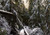 Jual Poster Canada Forests Winter 1Z 002