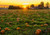 Jual Poster Canada Sunrises and sunsets Fields Pumpkin Many 1Z