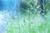 Jual Poster Closeup Grass 1Z 004