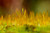 Jual Poster Closeup Moss Drops 1Z
