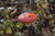 Jual Poster Closeup Mushrooms nature Amanita 1Z 003