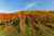 Jual Poster Fields Autumn Shrubs Grass 1Z