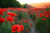 Jual Poster Fields Poppies Many 1Z