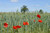 Jual Poster Fields Wheat Poppies Ear botany Red 1Z