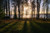 Jual Poster Finland Forests Lake Trees 1Z Jual Poster Finland Forests Lake Trees 1Z