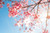 Jual Poster Flowering trees Branches Sakura 1Z