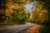 Jual Poster Forests Autumn Roads 1Z 003