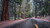 Jual Poster Forests Roads 1Z 001