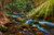 Jual Poster Forests Stones Stream Rays of light Moss 1Z