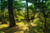 Jual Poster Forests Trees Trunk tree 1Z 006