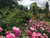 Jual Poster Gardens Roses Shrubs 1Z