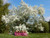 Jual Poster Germany Parks Spring Flowering trees Grugapark 1Z