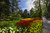 Jual Poster Germany Parks Spring Tulips Mainau Island Trees 1Z