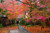 Jual Poster Japan Autumn Trees 1Z