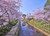 Jual Poster Japan Tokyo Spring Flowering trees Canal Stairs 1Z